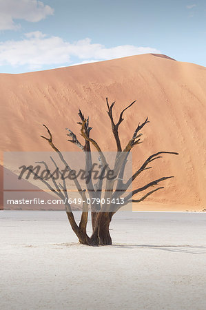 Dead tree, clay pan and sand dune, Deaddvlei, Sossusvlei National Park, Namibia