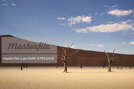 Dead trees on clay pan, Deaddvlei, Sossusvlei National Park, Namibia