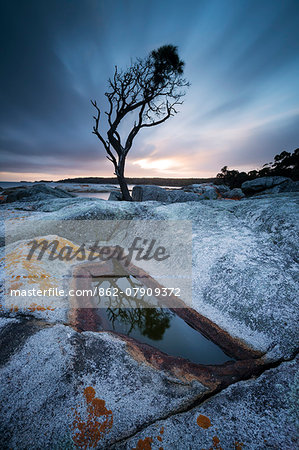 Tasmania, Australia. Single tree reflected in water pool at Bay of Fires, at sunrise