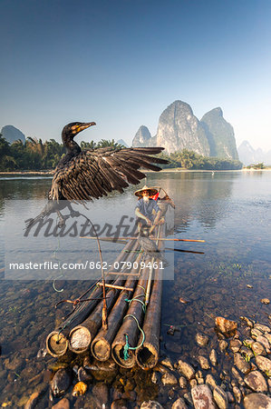 China, Guanxi, Yangshuo. Old chinese fisherman on the Li river, fishing with cormorants (MR)