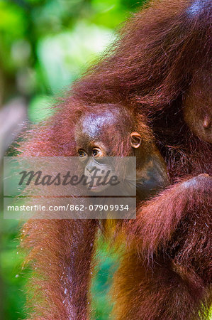 Indonesia, Central Kalimatan, Tanjung Puting National Park. A baby Bornean Orangutan under its mother s arm.