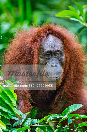 Indonesia, Central Kalimatan, Tanjung Puting National Park. A female Bornean Orangutan.