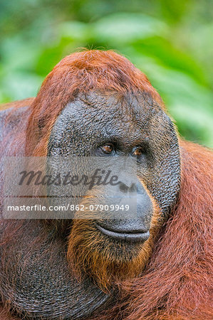 Indonesia, Central Kalimatan, Tanjung Puting National Park. A male Bornean Orangutan with distinctive cheek pads.