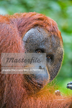 Indonesia, Central Kalimatan, Tanjung Puting National Park. A male Bornean Orangutan with distinctive cheek pads.