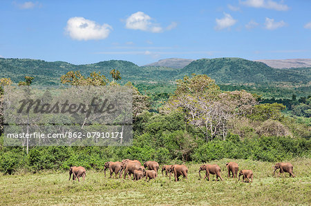 Kenya, Nyeri County, Aberdare National Park. A herd of African elephants cross a forest glade of the Aberdare National Park.