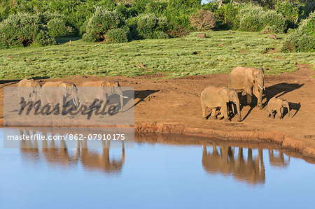 Kenya, Nyeri County, Aberdare National Park. A herd of African elephants come to drink at a waterhole in the Aberdare National Park in the late afternoon.