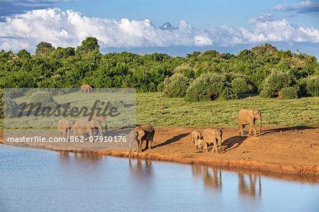 Kenya, Nyeri County, Aberdare National Park. A herd of African elephants come to drink at a waterhole in the Aberdare National Park in the late afternoon with Mount Kenya rising majestically in the distance.
