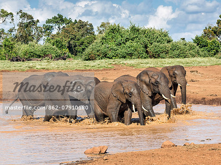Kenya, Nyeri County, Aberdare National Park. A herd of glistening African elephants leave a muddy waterhole in the Aberdare National Park.