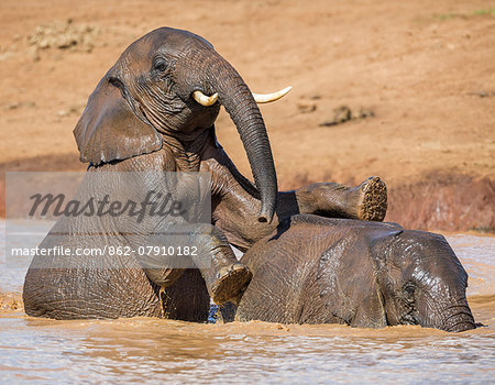 Kenya, Nyeri County, Aberdare National Park. African elephants play in a muddy red waterhole in the Aberdare National Park.