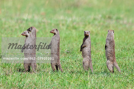 Kenya, Narok County, Masai Mara National Reserve. Banded Mongooses stand on their hind legs to scout for danger.