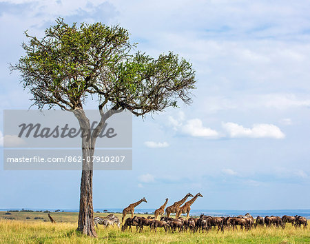 Kenya, Narok County, Masai Mara National Reserve. Masai Giraffes tower above a mixed herd of wildebeest and zebra on the plains of Masai Mara.