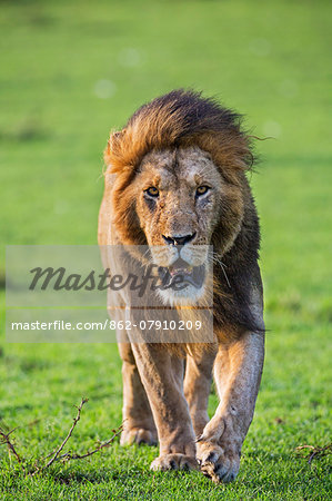 Kenya, Narok County, Masai Mara National Reserve. A Lion on the prowl in Masai Mara.