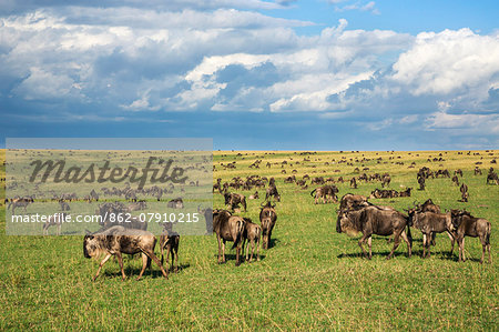 Kenya, Narok County, Masai Mara National Reserve. Thousands of Wildebeest graze in Masai Mara during their annual migration.