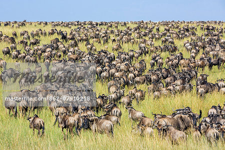 Kenya, Narok County, Masai Mara National Reserve. A large herd of Wildebeest crosses the grassy plains of Masai Mara during the annual migration of these antelopes.