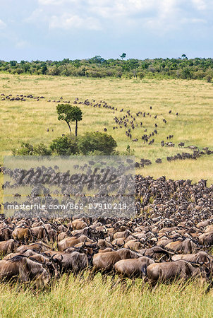 Kenya, Narok County, Masai Mara National Reserve. Long columns of Wildebeest cross the grassy plains of Masai Mara during the annual migration of these antelopes.