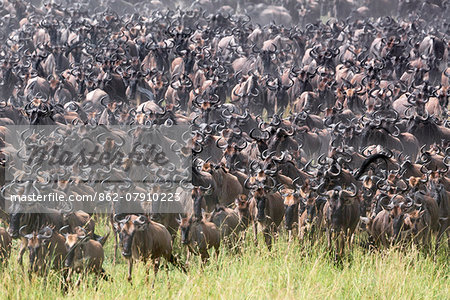 Kenya, Narok County, Masai Mara National Reserve. Thousands of Wildebeest converge on the grassy plains of Masai Mara during the annual migration of these antelopes.