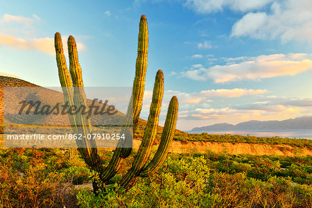 Cactus and arroyo near El Sargento,Baja California Sur, Mexico