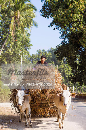 Myanmar, Mandalay division, Mingun. Bullock cart on the road