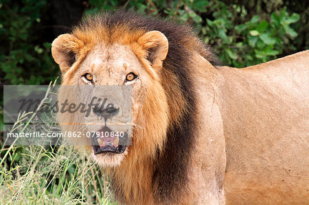 Black-maned lion, Selous Game Reserve, Tanzania - portrait of a lone male