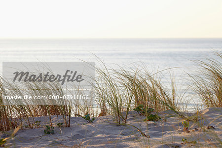 Dune Grass with warm Sunlight, Arcachon, Aquitaine, France