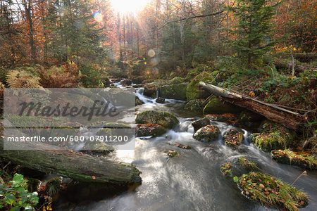 Landscape of a river (Kleine Ohe) flowing through the forest in autumn, Landscape of a river (Kleine Ohe) flowing through the forest in autumn, Bavarian Forest National Park, Bavaria, Germany