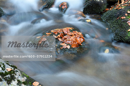 Close-up detail of rock and autumn leaves with flowing waters of a river in autumn, Bavarian Forest National Park, Bavaria, Germany