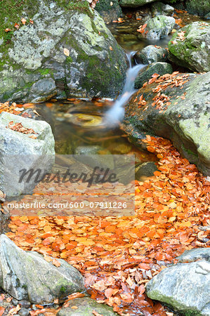 Close-up detail of rock and autumn leaves with flowing waters of a river in autumn, Bavarian Forest National Park, Bavaria, Germany