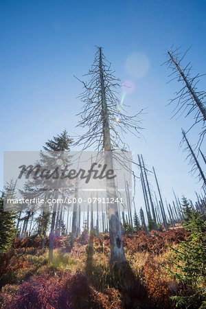 Scene of forest with dead, Norway spruce trees (Picea abies) killed by bark beetle (Scolytidae) with bright sunlight, in the Bavarian Forest National Park, Bavaria, Germany