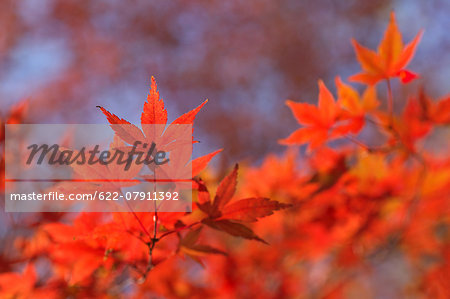 Red maple leaves