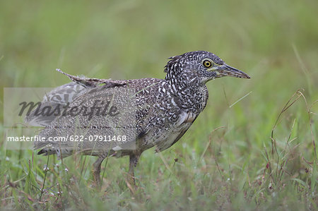 Malayan Night Heron