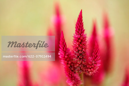 Celosia