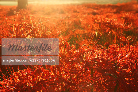 Red spider lily Red spider lily