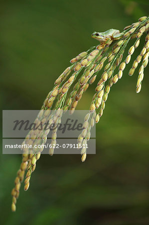 Frog and rice ears