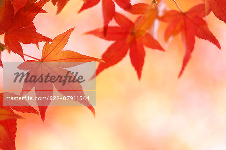 Red maple leaves