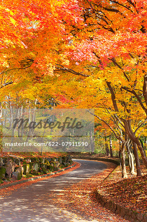 Autumn leaves, Nagano Prefecture, Japan Autumn leaves, Nagano Prefecture, Japan