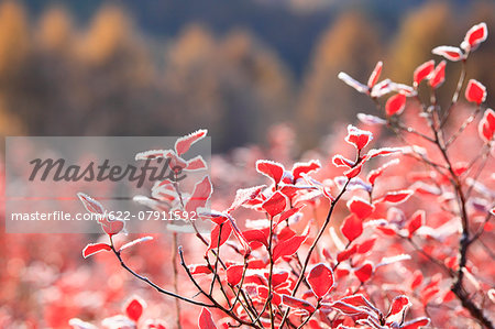 Autumn leaves, Nagano Prefecture, Japan