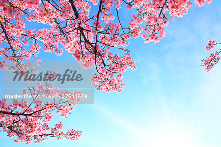Cherry blossoms Cherry blossoms