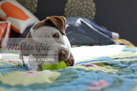 Dog playing on bed with tennis ball