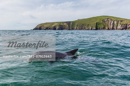 Adult bottlenose dolphin (Tursiops truncates) affectionately named Fungie who has lived for decades near the Dingle Peninsula, County Kerry, Munster, Republic of Ireland, Europe