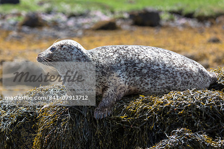 Common seal (harbour seal) (Phoca vitulina) adult basking on rocks and seaweed by Dunvegan Loch, Isle of Skye, Inner Hebrides, Scotland, United Kingdom, Europe Common seal (harbour seal) (Phoca vitulina) adult basking on rocks and seaweed by Dunvegan Loch, Isle of Skye, Inner Hebrides, Scotland, United Kingdom, Europe
