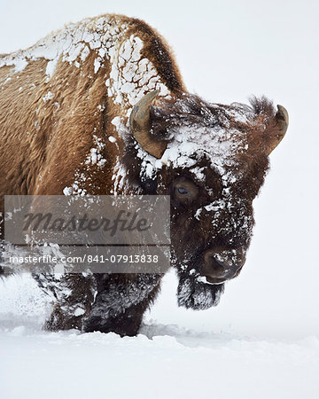 Bison (Bison bison) bull covered with snow in the winter, Yellowstone National Park, Wyoming, United States of America, North America