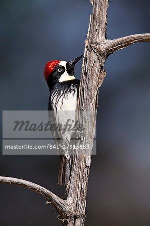 Acorn woodpecker (Melanerpes formicivorus), Chiricahuas, Coronado National Forest, Arizona, United States of America, North America Acorn woodpecker (Melanerpes formicivorus), Chiricahuas, Coronado National Forest, Arizona, United States of America, North America