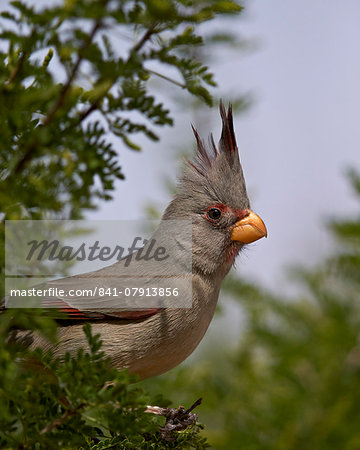 Pyrrhuloxia (Cardinalis sinuatus) female, Chiricahuas, Coronado National Forest, Arizona, United States of America, North America