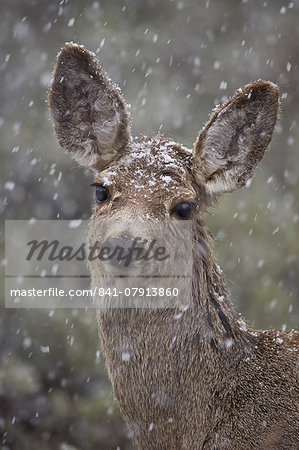 Young mule deer (Odocoileus hemionus) in a snow storm in the Spring, Yellowstone National Park, Wyoming, United States of America, North America