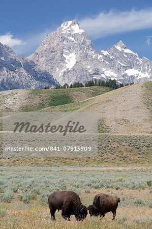 American Bison (Bison bison), Grand Teton National Park, Wyoming, United States of America, North America