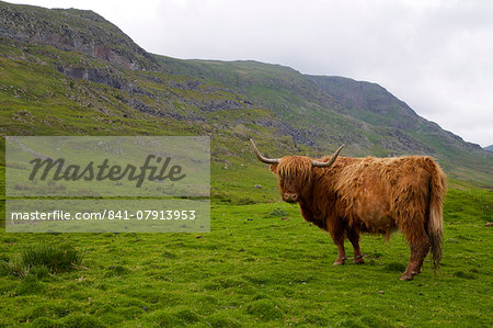 Highland cow, Kirkstone Pass, Lake District National Park, Cumbria, England, United Kingdom, Europe