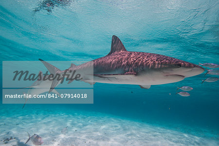 Lemon shark in the shallow waters in the Bahamas, West Indies, Central America