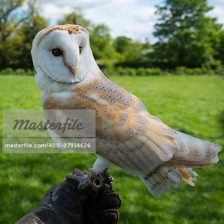 Barn Owl, tyto alba close up.