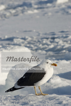 Dominican gulls sitting on an ice floe in the Antarctic winter.