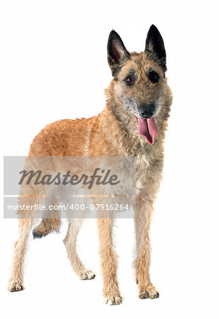 belgian shepherd laekenois in front of white background